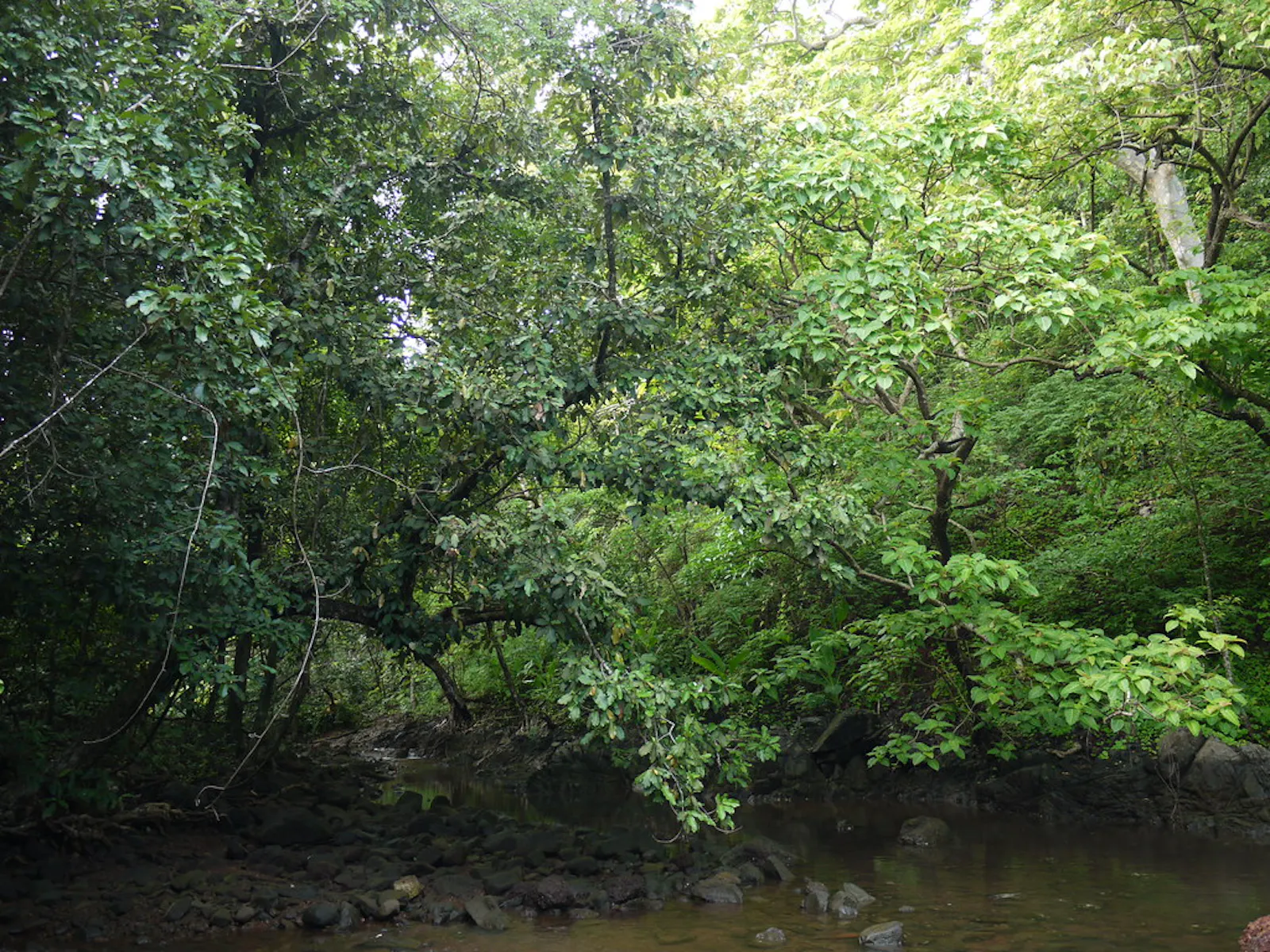 Sundarbans Mangroves